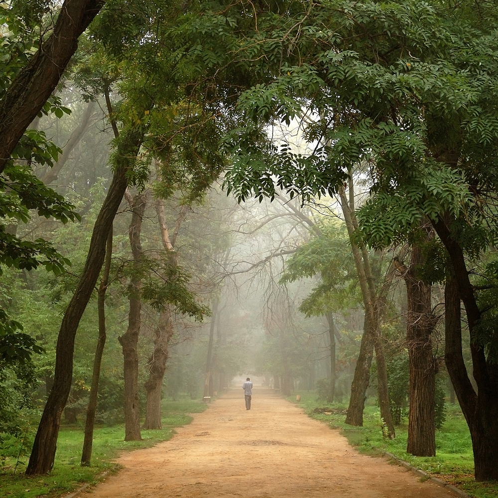 Man Walking Away On a Dirt Road Through Forest