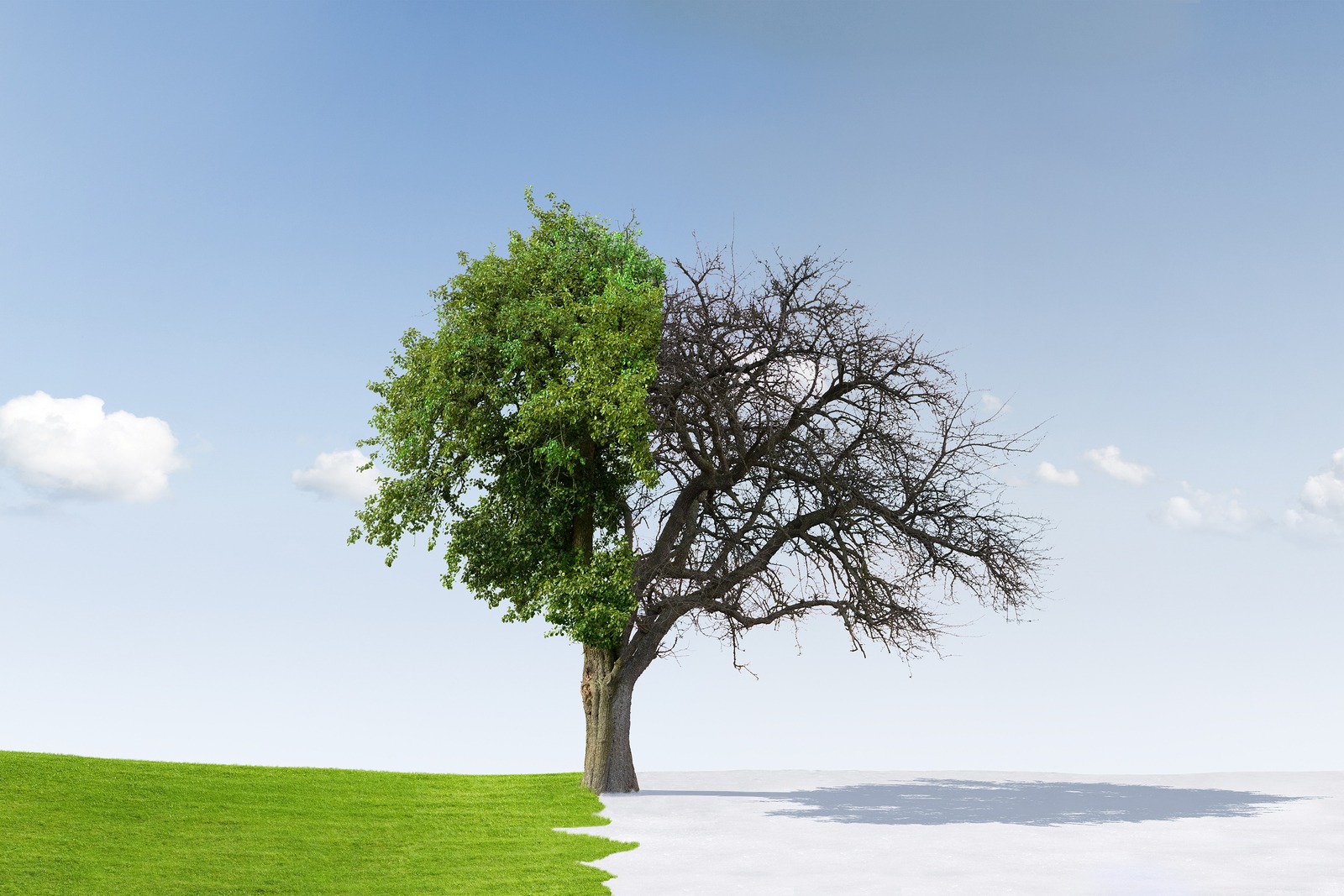 Tree split between summer and winter to illustrate change of seasons from winter to summer